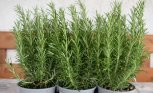 Piante da evitare accanto al rosmarino: scopri quali sono