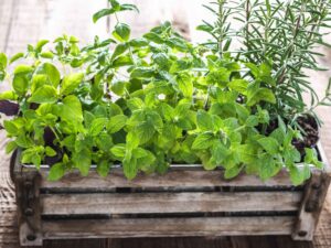 Prezzemolo: le piante da evitare assolutamente nelle vicinanze